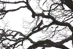 Link to Roger Bush feeding a squirrel, on YouTube