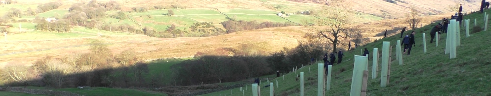 hillside with newly planted trees