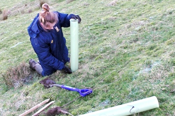 girl planting a tree