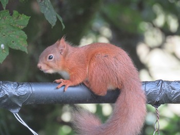 squirrel sitting on a pole