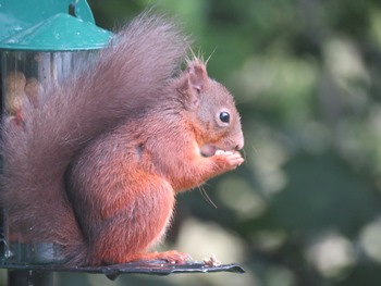 squirrel sittting feeding