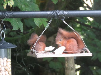 two kits feeding